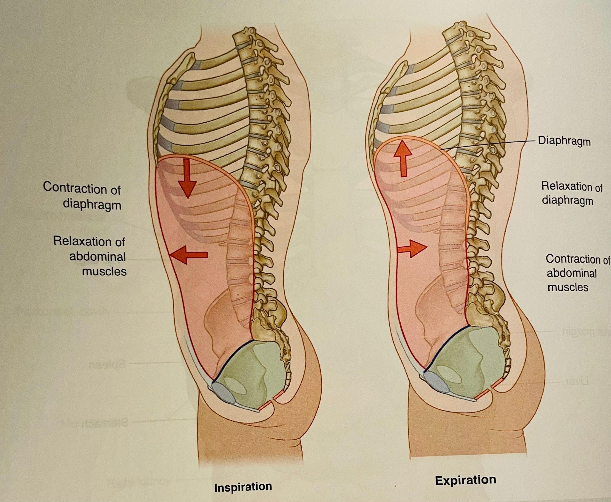 pelvic floor