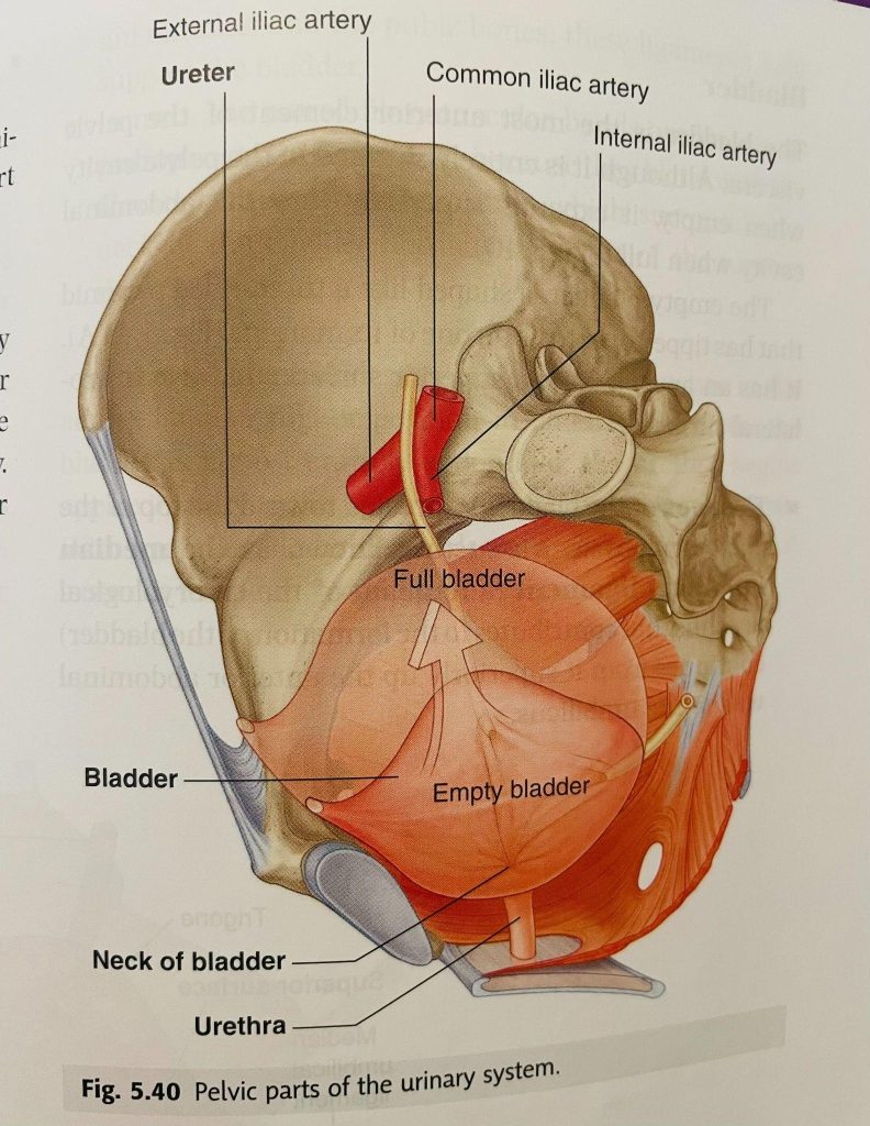 pelvic parts